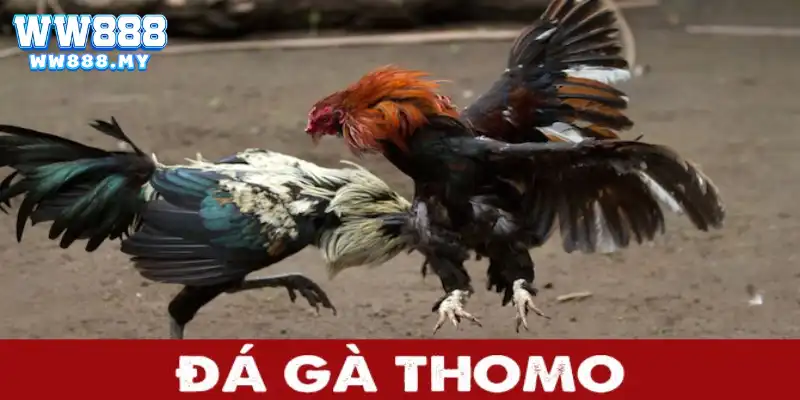 Đá gà thomo tại nhà cái WW88 đầy kịch tính và hấp dẫn